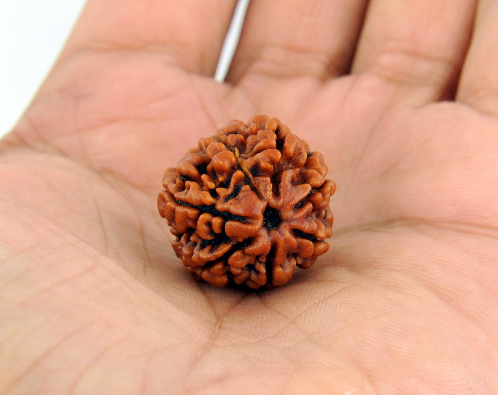 Rudraksha: A Shield To Remove The Negativities In Life