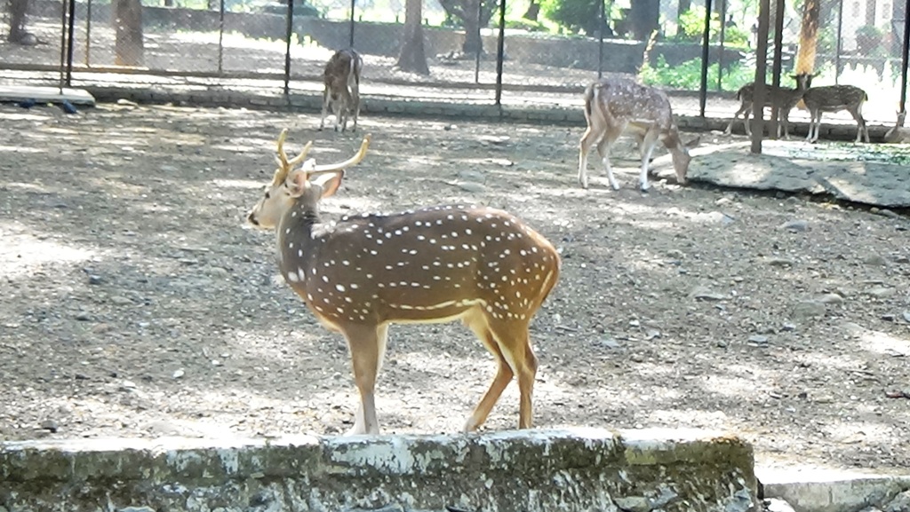 Get A Lovely Atmosphere In Mumbai Zoo