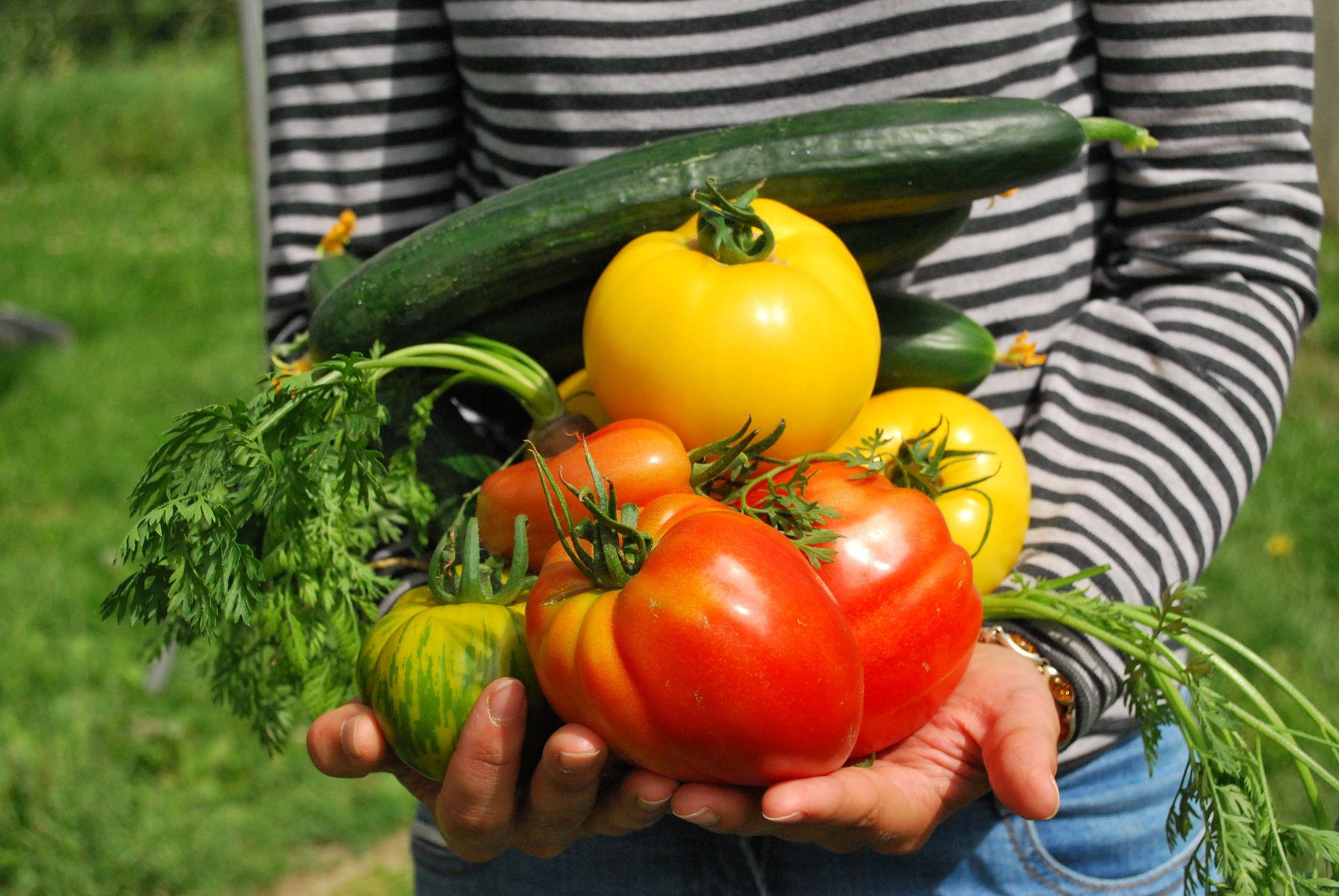 The Best Ways To Create Your Own Vegetable Garden